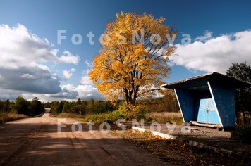 Tree,road,yellow,bus_stop,cloo
